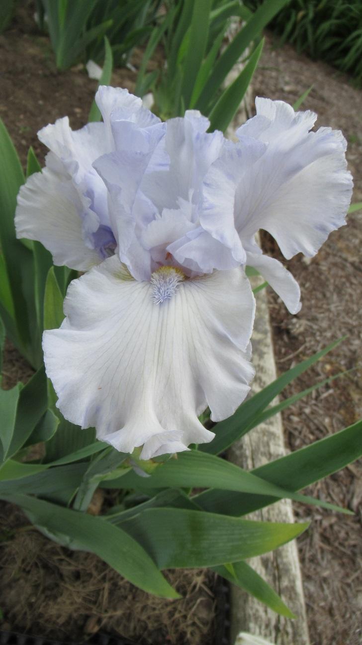 Photo of Tall Bearded Iris (Iris 'Glacier Point') uploaded by gardenglassgems