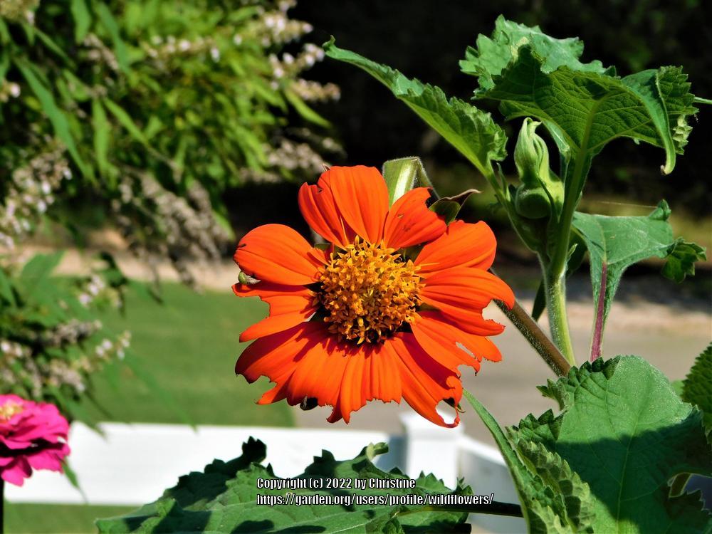 Photo of Mexican Sunflower (Tithonia rotundifolia 'Torch') uploaded by wildflowers