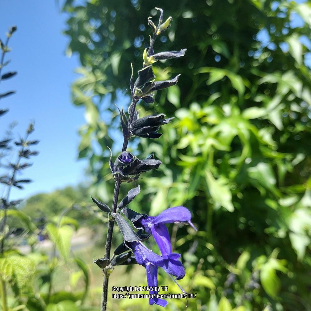 Photo of Anise-Scented Sage (Salvia coerulea 'Black and Blue') uploaded by FPF