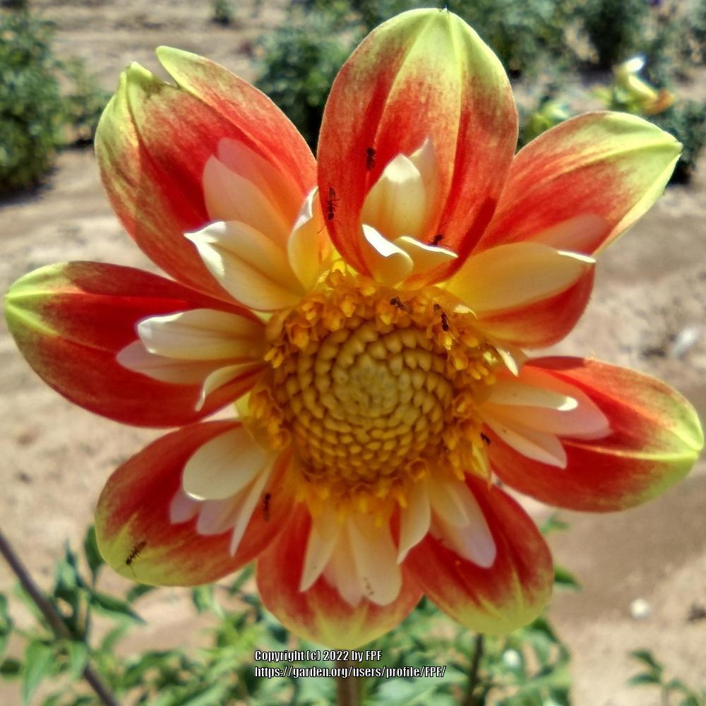 Photo of Dahlia 'Pooh' uploaded by FPF