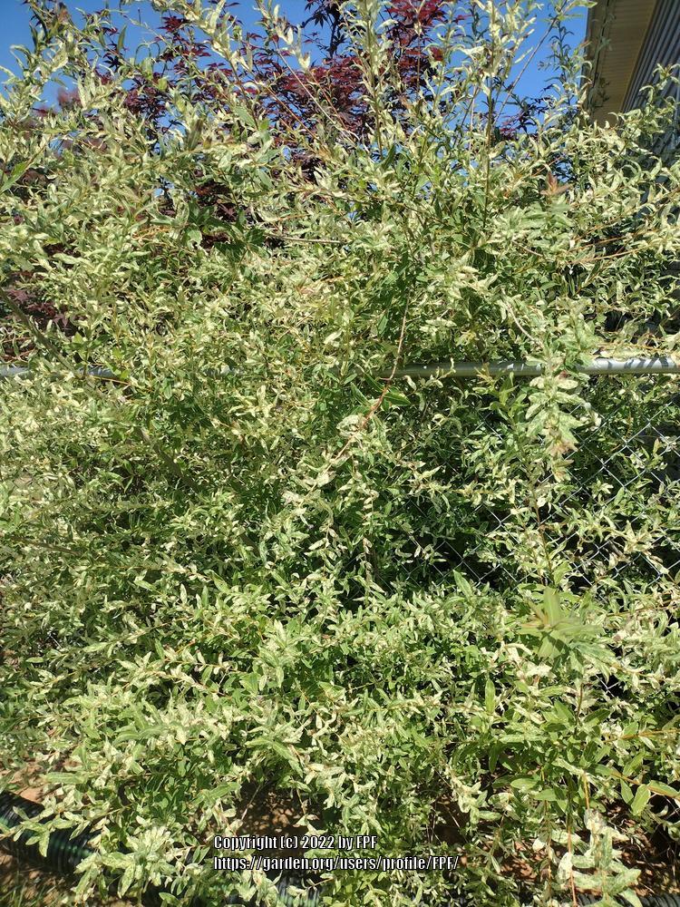 Photo of Dappled Willow (Salix integra 'Hakuro-nishiki') uploaded by FPF