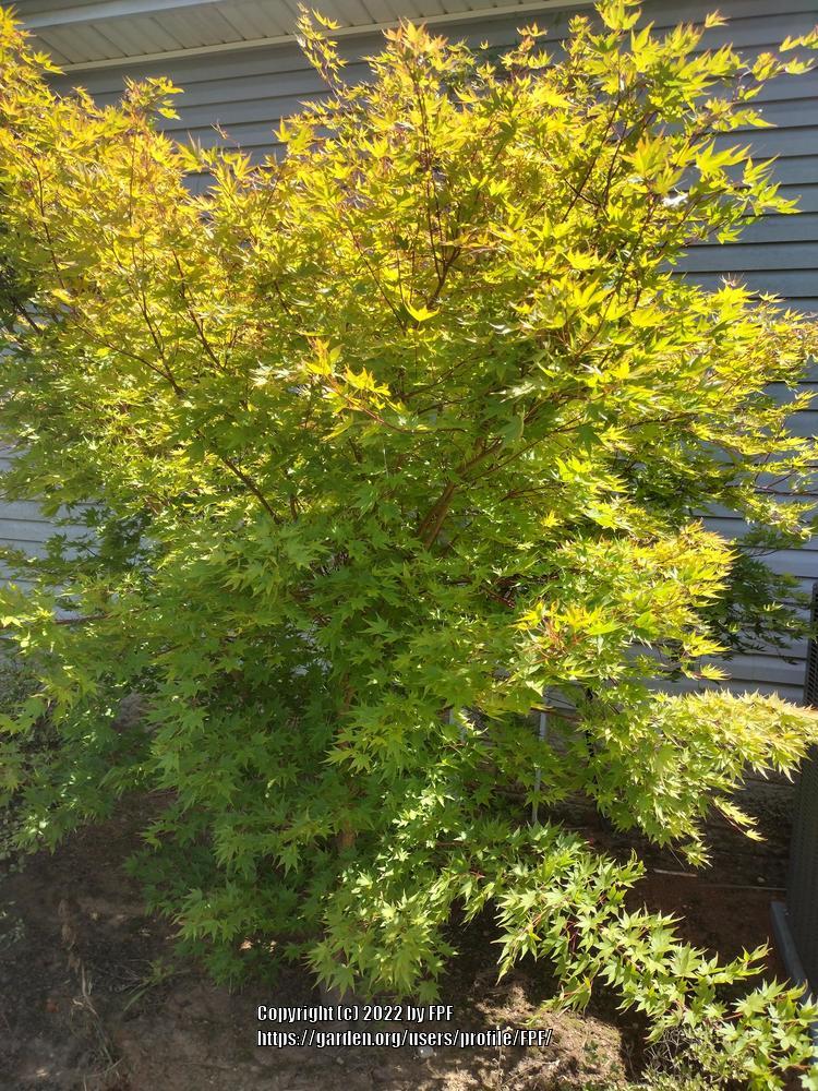 Photo of Japanese Maple (Acer palmatum 'Sango Kaku') uploaded by FPF