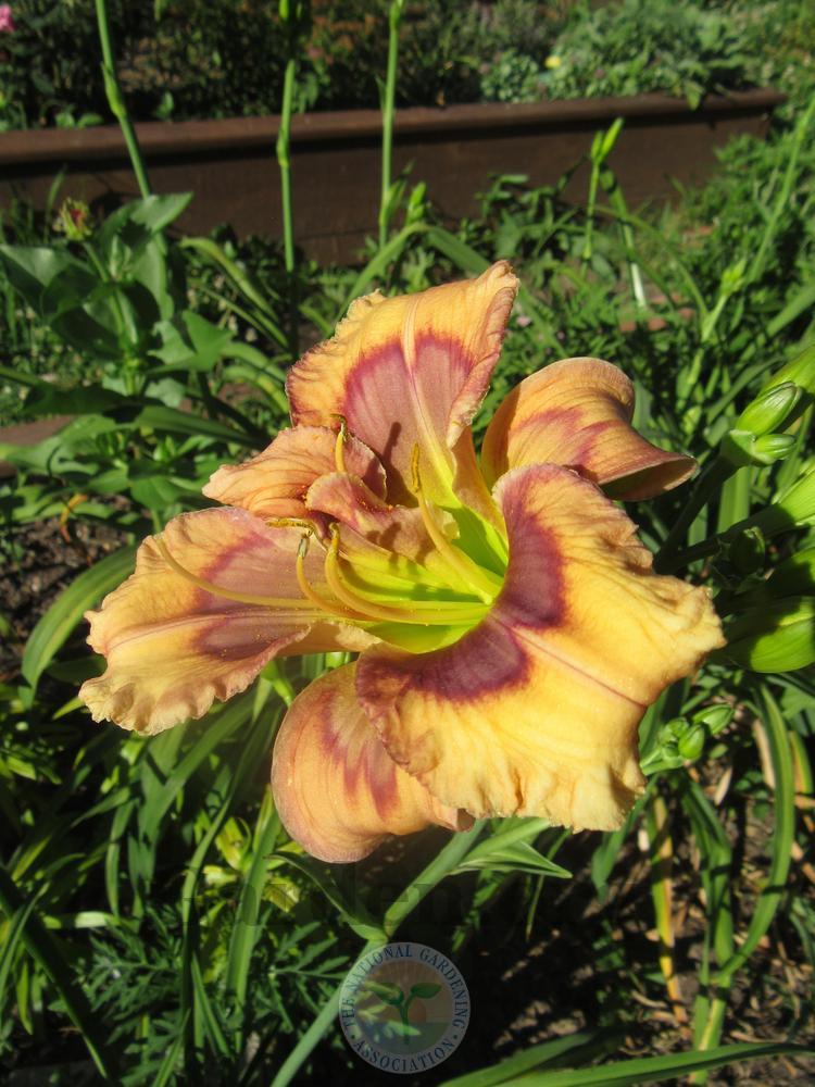 Photo of Daylily (Hemerocallis 'Warrior's Quest') uploaded by Frillylily