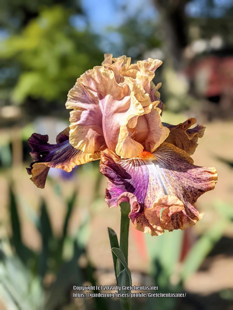 Photo of Tall Bearded Iris (Iris 'Big Break') uploaded by Gretchenlasater