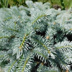 Location: Eagle Bay, New York
Date: 2022-06-19
Blue Spruce (Picea pungens 'Glauca Globosa') Globe Blue, close-up