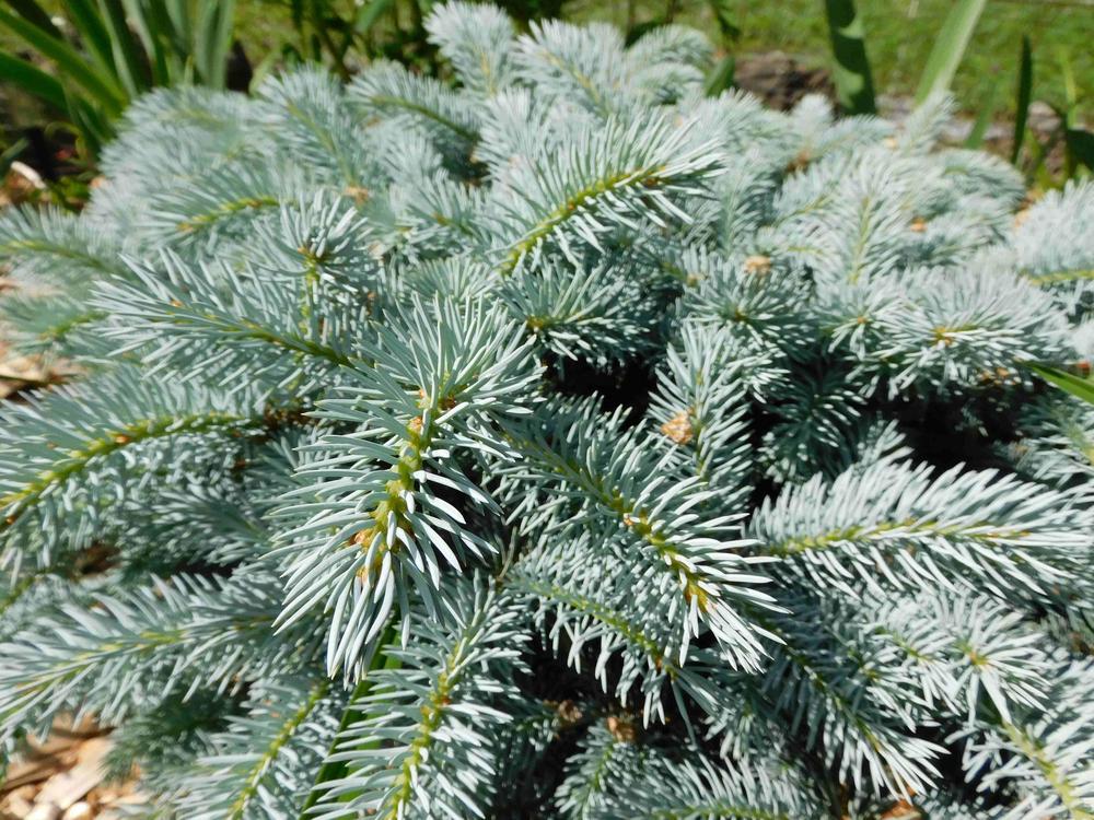 Photo of Blue Spruce (Picea pungens 'Glauca Globosa') uploaded by adknative