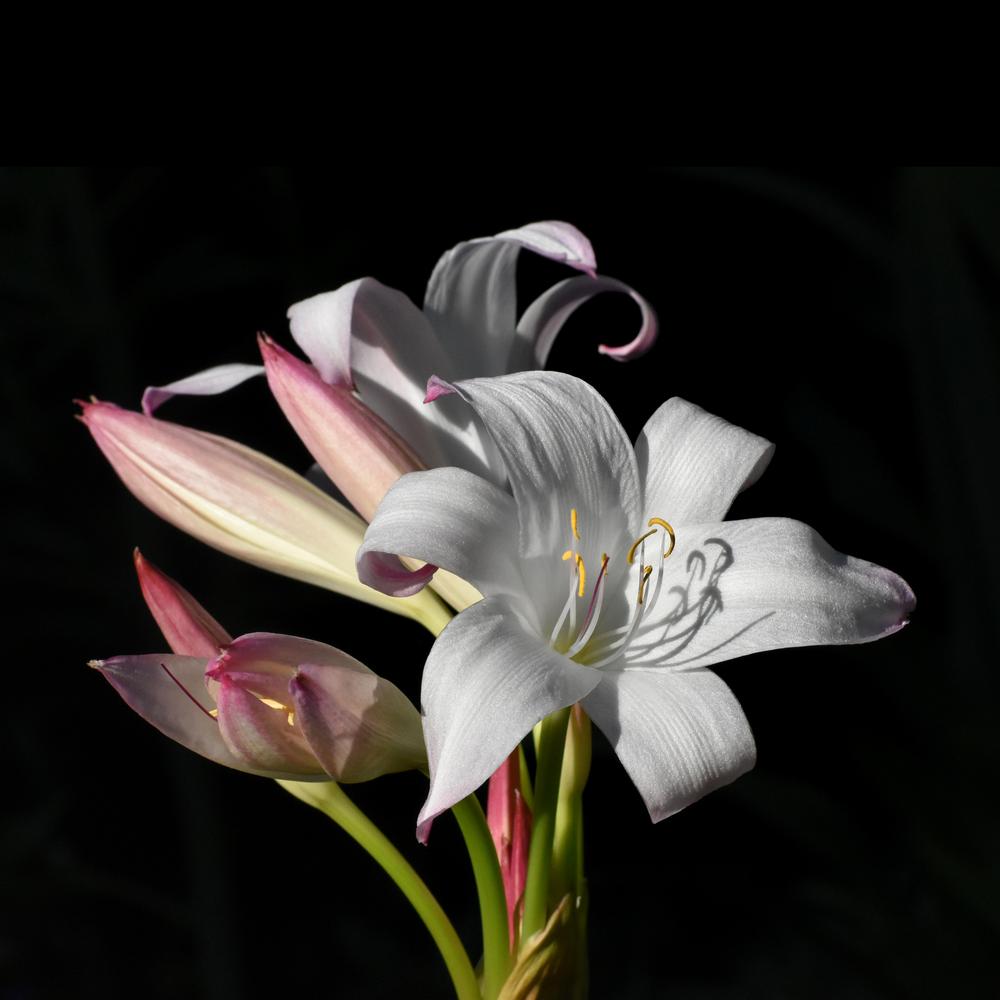 Photo of Crinum Lily (Crinum 'Mrs. James Hendry') uploaded by dawiz1753