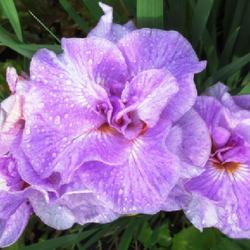 Location: Toronto, Ontario
Date: 2022-06-15
Siberian Iris (Iris 'Longfields Pink Parfait').