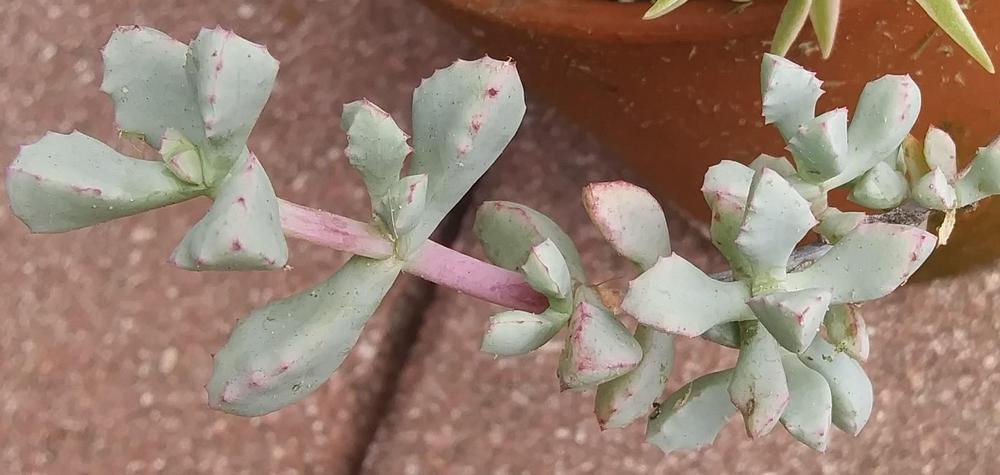 Photo of Pink Ice Plant (Oscularia deltoides) uploaded by purpleinopp
