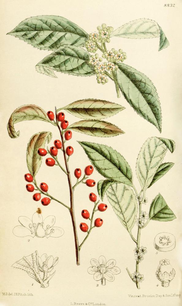 Photo of Winterberry (Ilex verticillata) uploaded by scvirginia