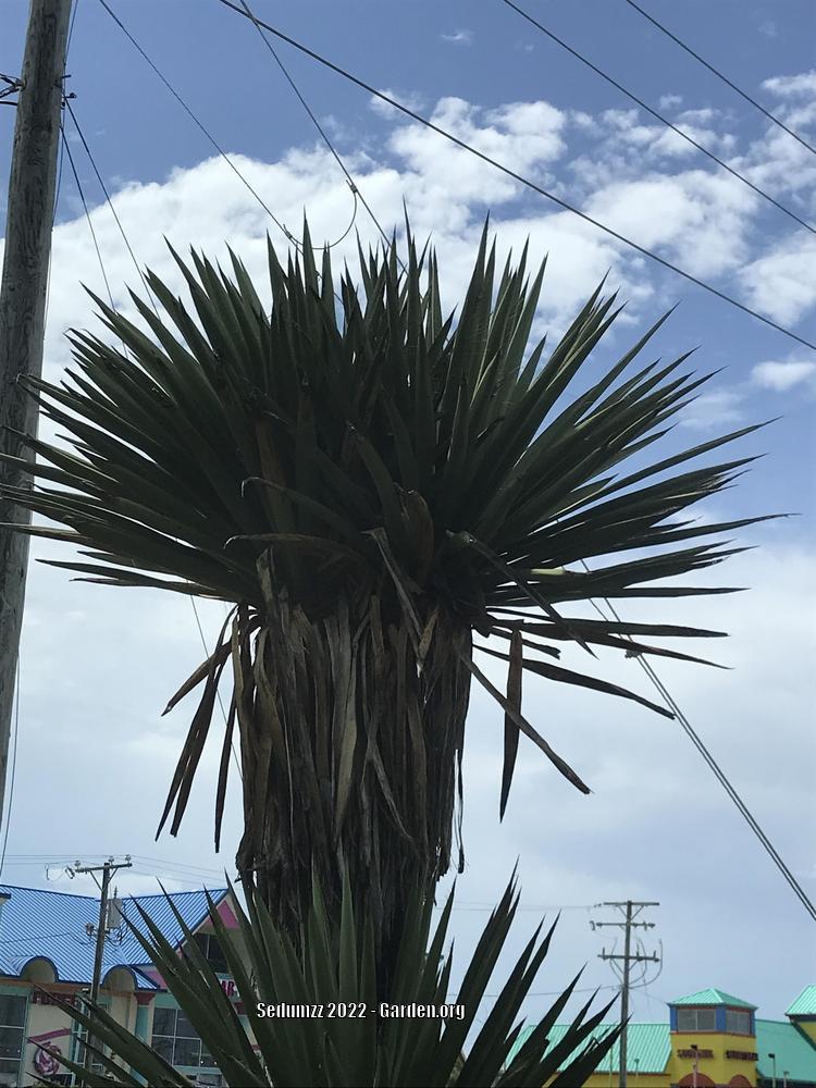 Photo of Spineless Yucca (Yucca gigantea) uploaded by sedumzz