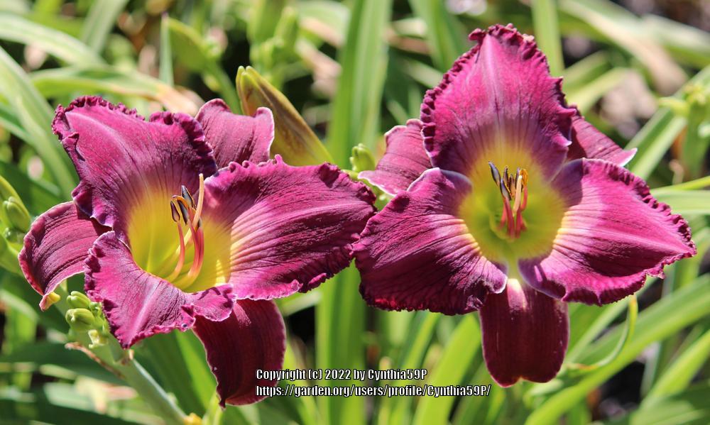 Photo of Daylily (Hemerocallis 'The King is Coming') uploaded by Cynthia59P
