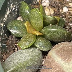 Location: Sacramento CA.
Date: 2022-06-20
Adromischus diabolicus  101 days from leaf propagation. Will come