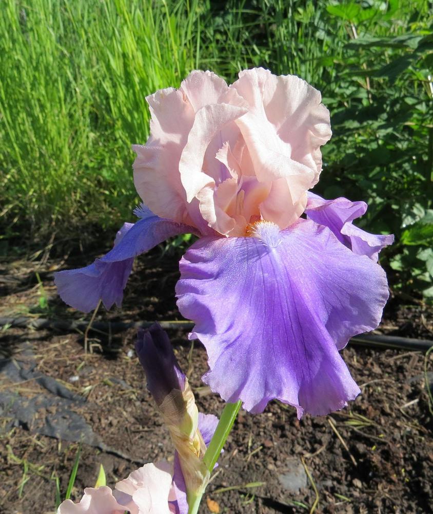 Photo of Tall Bearded Iris (Iris 'Poem of Ecstasy') uploaded by Natalie