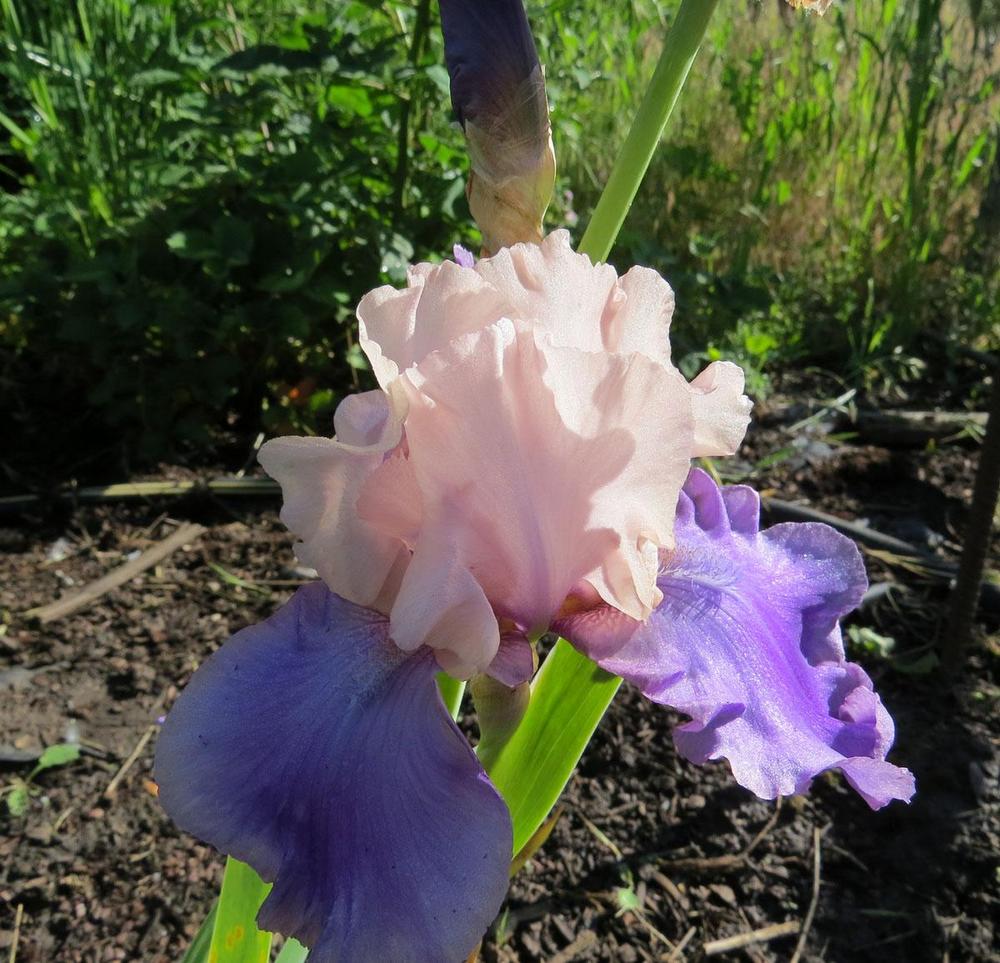 Photo of Tall Bearded Iris (Iris 'Poem of Ecstasy') uploaded by Natalie