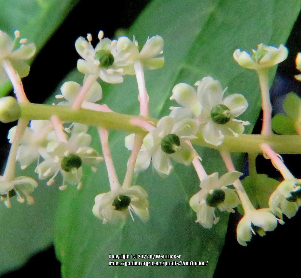 Photo of Pokeweed (Phytolacca americana) uploaded by WebTucker