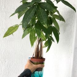 Location: Miami FL
Date: 2021-03
indoor plant from seed after 14 months : 3 trunks braided by me