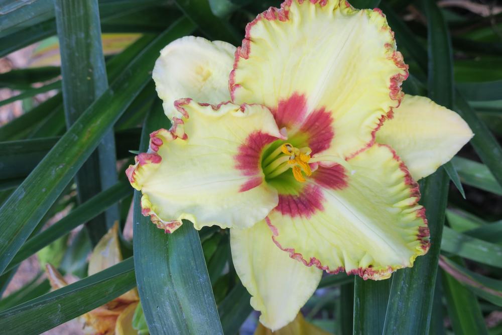 Photo of Daylily (Hemerocallis 'Magic Attraction') uploaded by 2Dogsmother