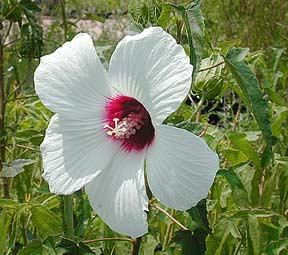 Photo of Rose Mallow (Hibiscus laevis) uploaded by Joy