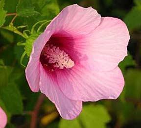 Photo of Rose Mallow (Hibiscus laevis) uploaded by Joy