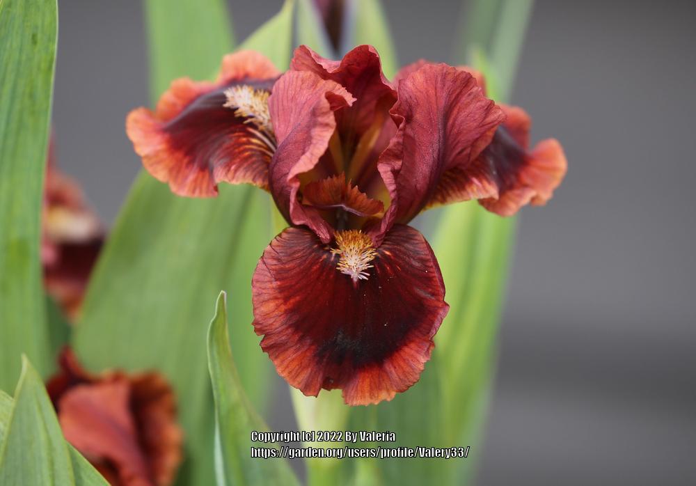 Photo of Standard Dwarf Bearded Iris (Iris 'Dyka Gorobynka') uploaded by Valery33