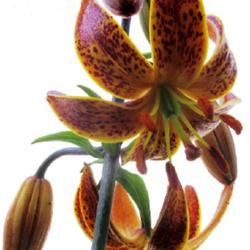 Location: Toronto, Ontario
Date: 2022-06-13
Lily (Lilium martagon var. martagon).