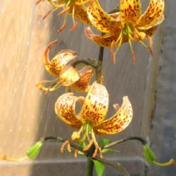 Location: Toronto, Ontario
Date: 2022-06-20
Lily (Lilium martagon var. martagon).