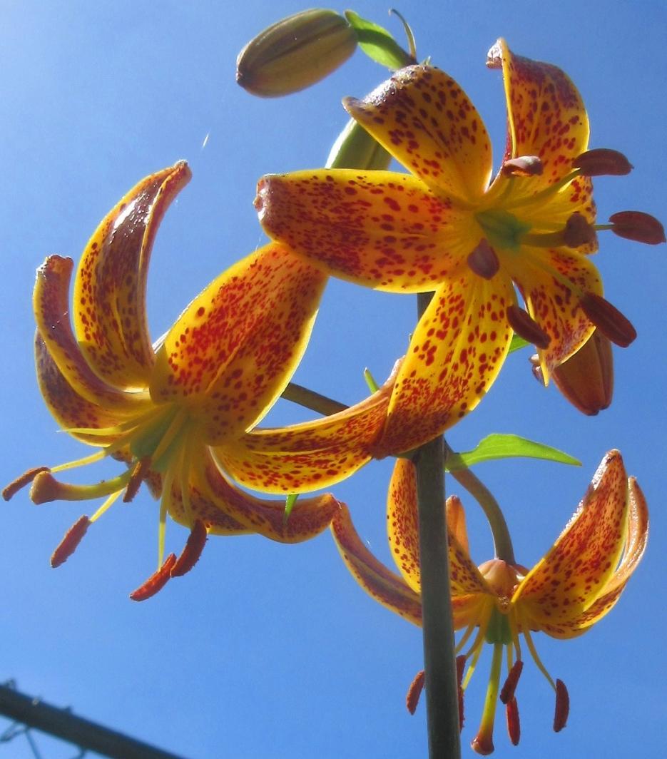 Photo of Lilies (Lilium) uploaded by janelp_lee