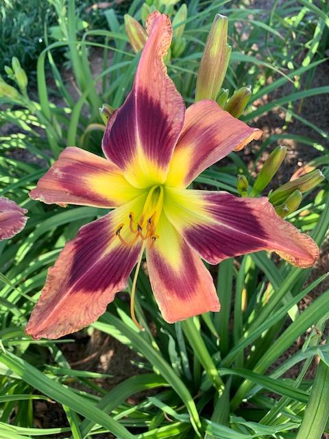 Photo of Daylily (Hemerocallis 'Spacecoast Eye of the Tiger') uploaded by jkporter