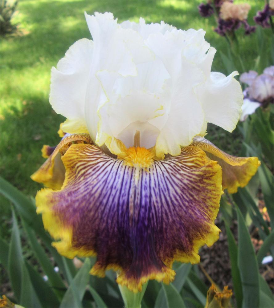Photo of Tall Bearded Iris (Iris 'Patchwork Puzzle') uploaded by tveguy3