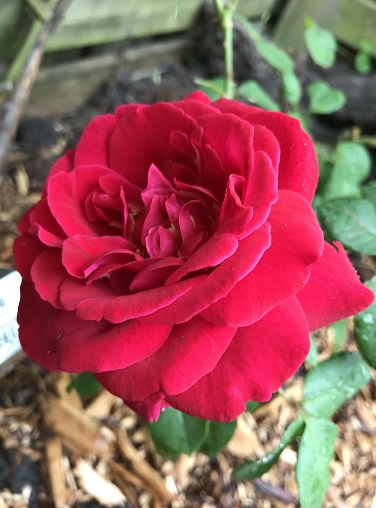 Photo of Rose (Rosa 'Liebeszauber') uploaded by BeautifulRoots