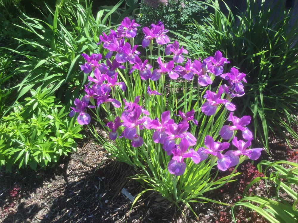 Photo of Siberian Iris (Iris 'Strawberry Fair') uploaded by DebbieC