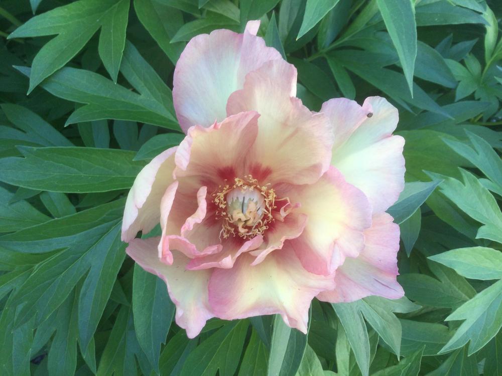 Photo of Intersectional Peony (Paeonia 'Julia Rose') uploaded by DebbieC
