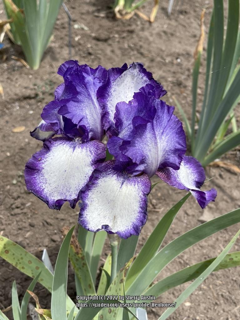 Photo of Tall Bearded Iris (Iris 'Funtastic') uploaded by Henhouse