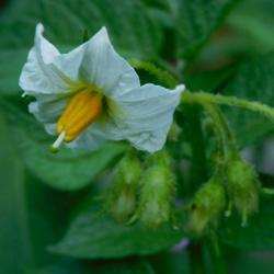 Location: Eagle Bay, New York
Date: 2022-06-22
Potato (Solanum tuberosum 'Nicola') bloom & buds