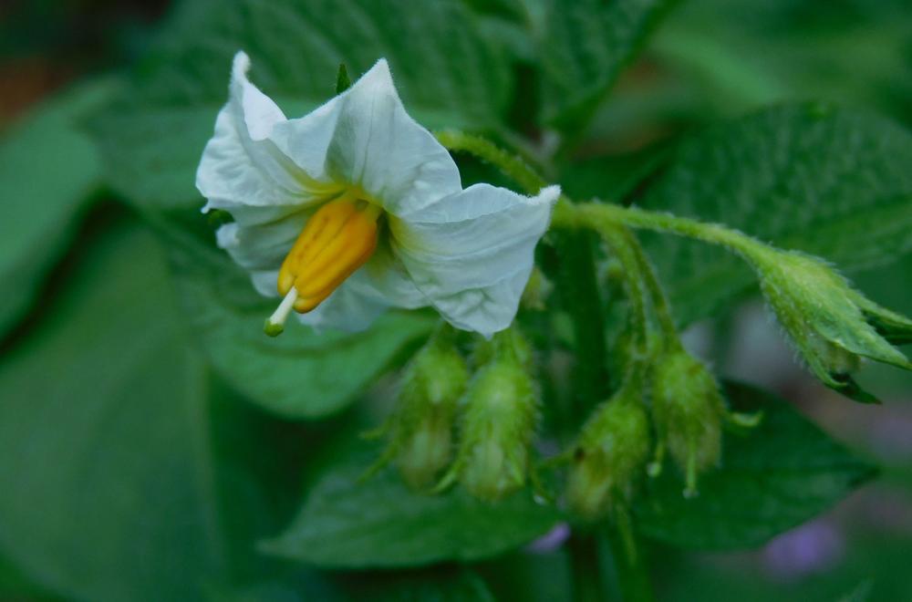 Photo of Salad Potato (Solanum tuberosum 'Nicola') uploaded by adknative