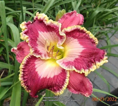 Thumb of 2022-06-23/daylilly99/0ff626