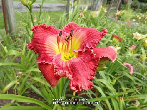 Thumb of 2022-06-23/daylilly99/4e6d6a