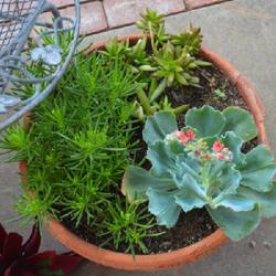 Location: In my garden in Oklahoma City, OK
Date: 2022-06-23
potted with Senecio and Haworthia