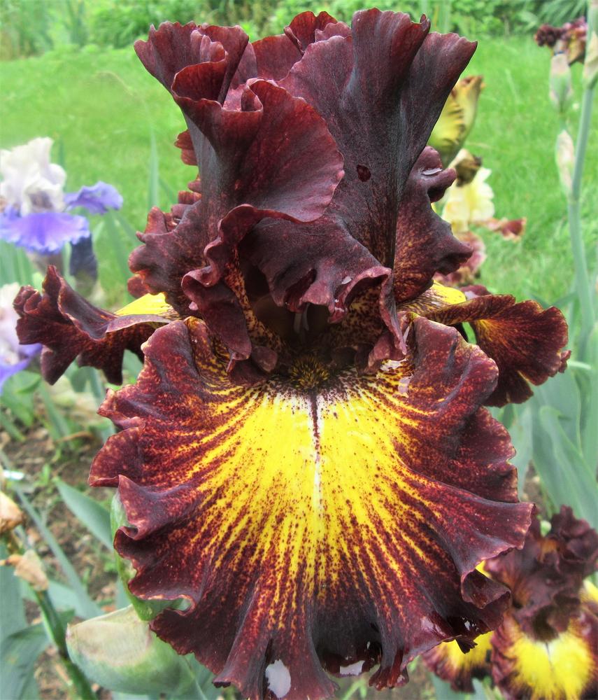 Photo of Tall Bearded Iris (Iris 'Flash Mob') uploaded by tveguy3