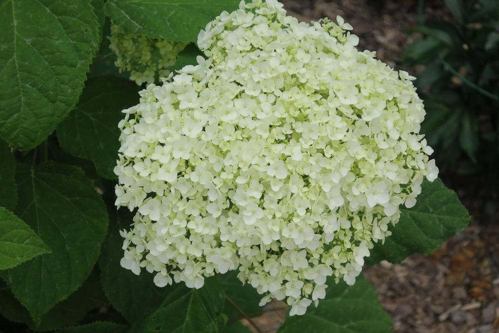 Photo of Smooth Hydrangea (Hydrangea arborescens 'Annabelle') uploaded by 2Dogsmother