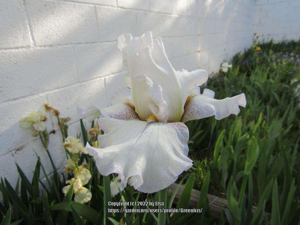 Photo of Tall Bearded Iris (Iris 'Salt and Pepper') uploaded by GreenIris