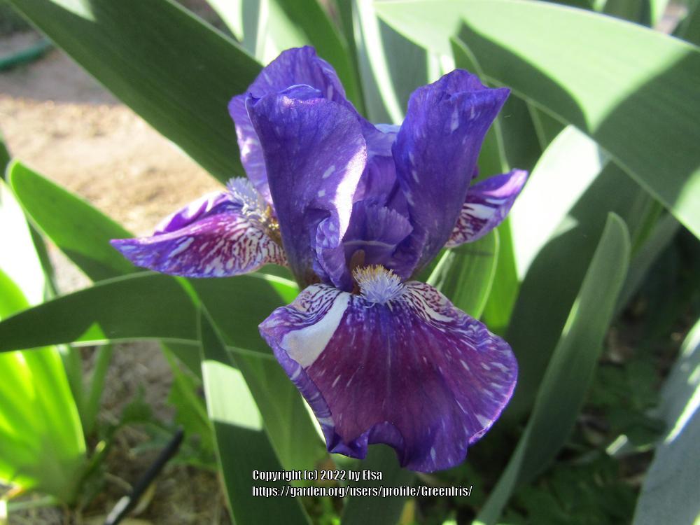 Photo of Intermediate Bearded Iris (Iris 'Hubbub') uploaded by GreenIris