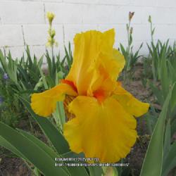 Location: Las Cruces, NM
Date: 2022-04-20
TB Iris Glorious Sunshine