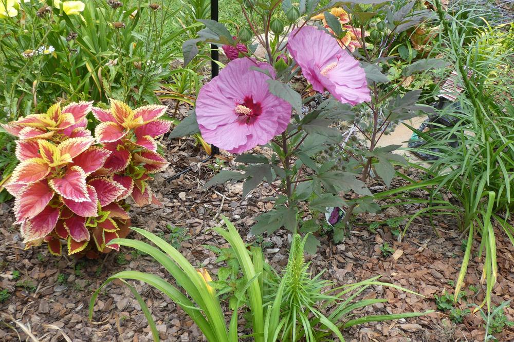Photo of Hybrid Hardy Hibiscus (Hibiscus Summerific™ Berry Awesome) uploaded by LoriMT
