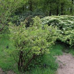 Location: Belmonte Arboretum (Wageningen, The Netherlands)
Date: 2022-05-01
"var. nigrum"