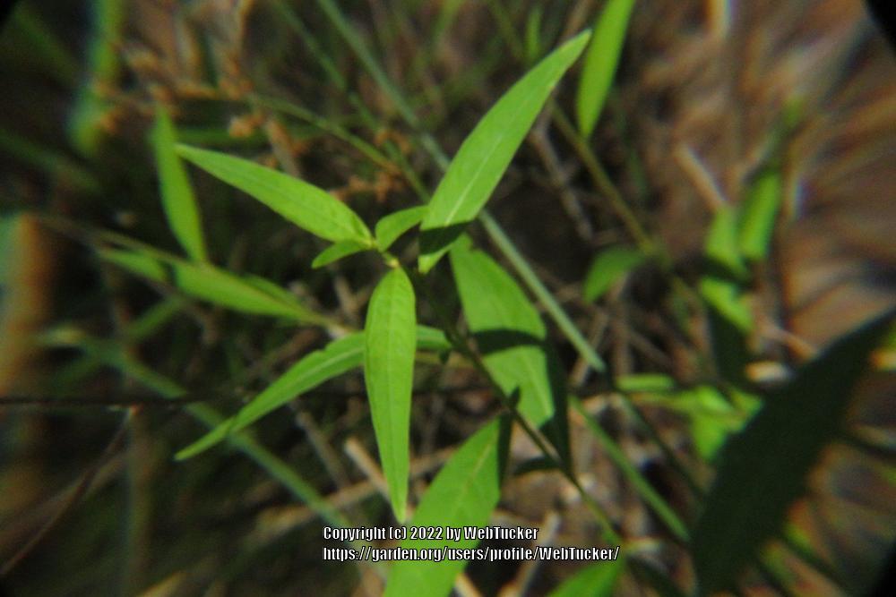 Photo of Seed Box (Ludwigia alternifolia) uploaded by WebTucker