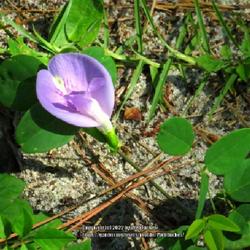Location: Southern Pines, NC (Reservoir Park)
Date: June 23, 2022
Mary's butterfly pea #219; RAB page 635, 98-42-1; AG page 145, 32