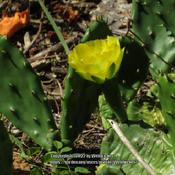Prickly pear cactus #151; RAB page 735, 132-1-1; LHB page 704, 13