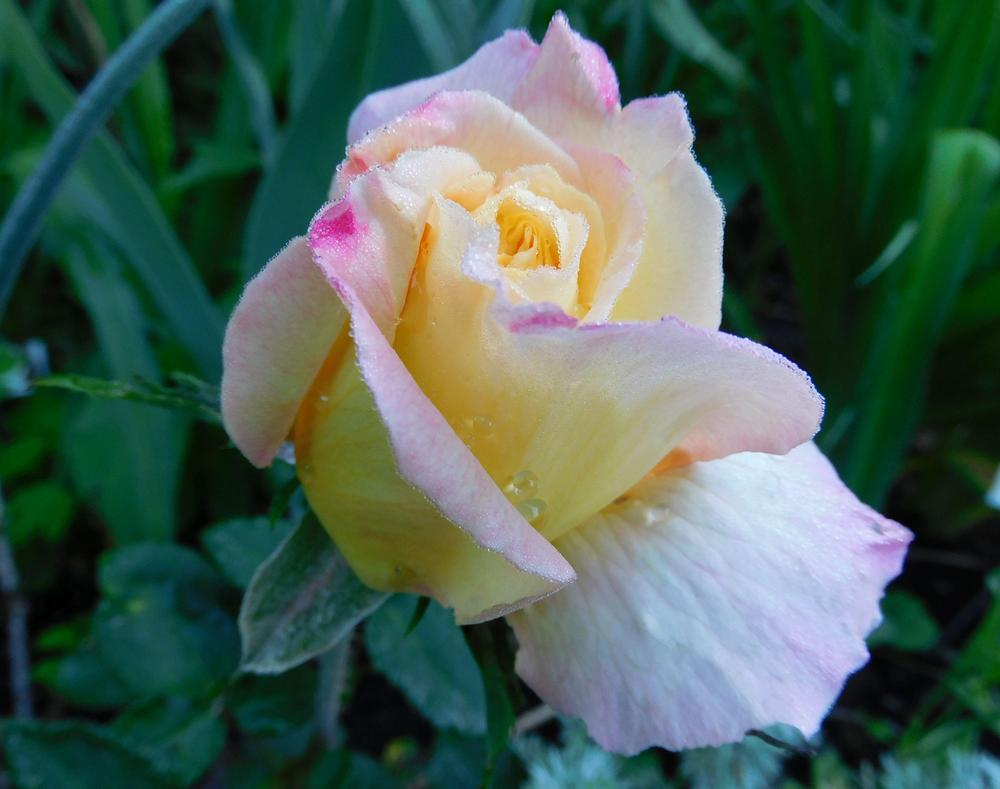Photo of Hybrid Tea Rose (Rosa 'Peace') uploaded by adknative